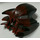 LEGO Dark Red Bionicle Mask Antroz (60914)