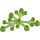 LEGO Lime Plante Klinge 6 x 5 (2417)